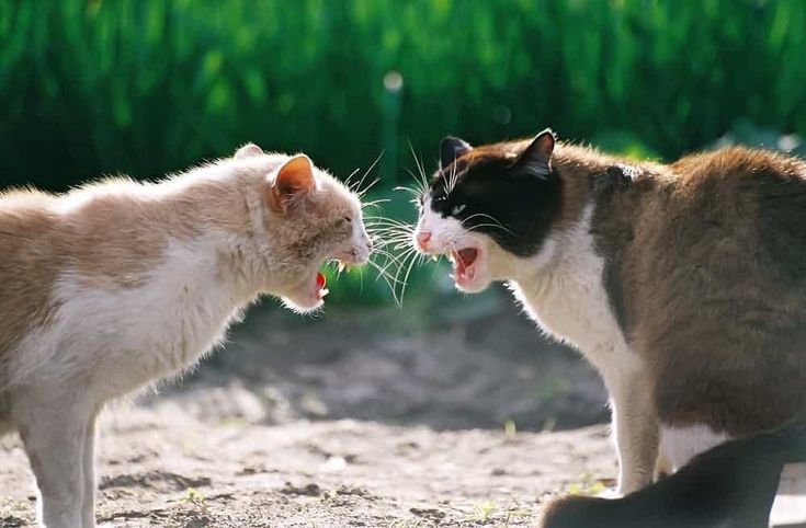 Коты дерутся фото Cat Fight Кошки, Кошачьи, Милые котики