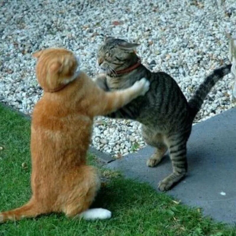 Коты дерутся фото Весной бывают не только кошачьи свадьбы... Ни к селу,ни к городу. Дзен
