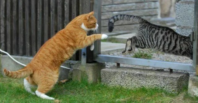 Коты дерутся фото Дерущиеся коты Cats, Ninja cats, Cat s