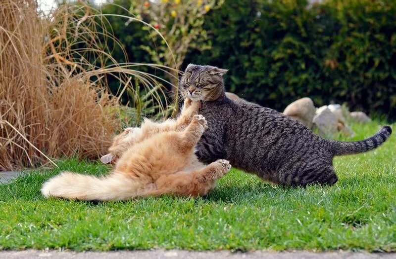 Коты дерутся фото Как разнять дерущихся котов, кошек или котят правильно? Советы на Petstory