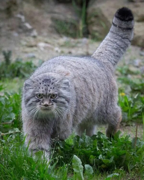 Коты дикой породы фото Pallas kedisi Pallas's cat, Cats, Exotic cats