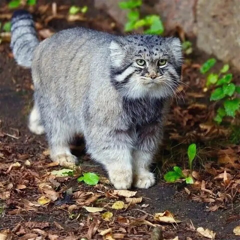 Коты дикой породы фото Фото 899038089306 из альбома Манул. Разместила Manon ⚜ в ОК Pallas's cat, Beauti