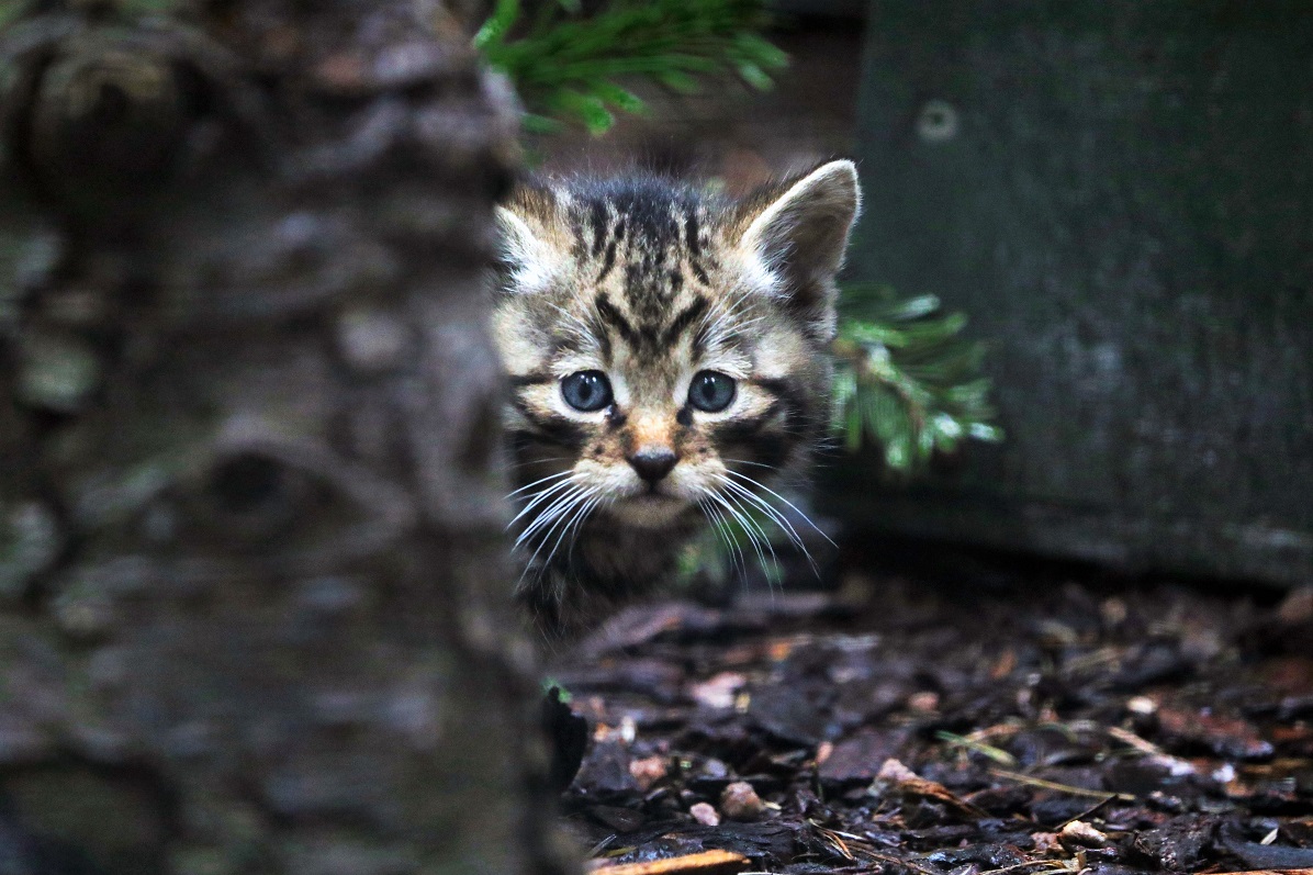 Коты дикой породы фото First wildcat kittens born at Saving Wildcats conservation breeding for release 