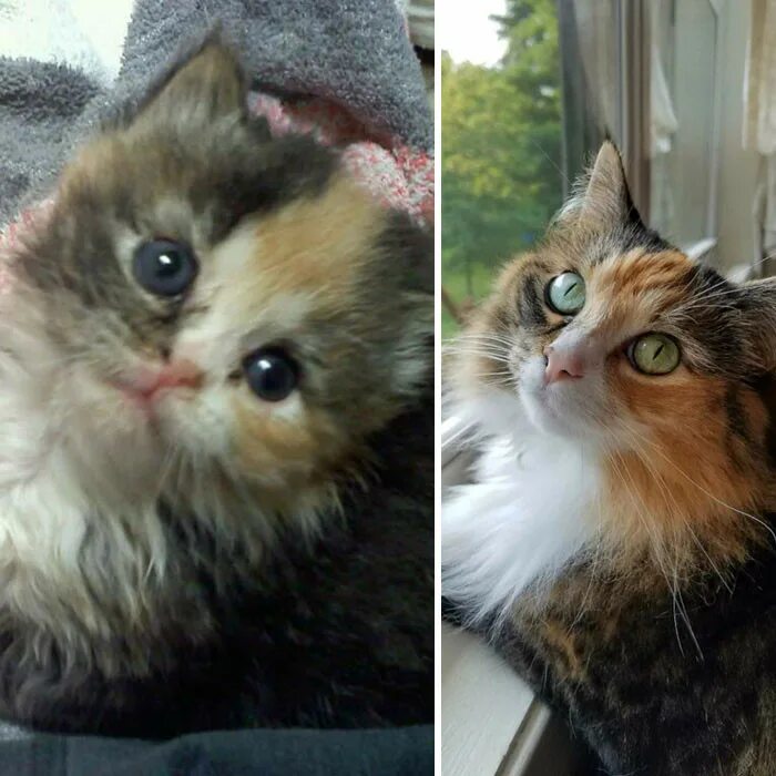 Коты до и после фото 23 фотографии кошек до и после того, как их спасли от бездомной жизни