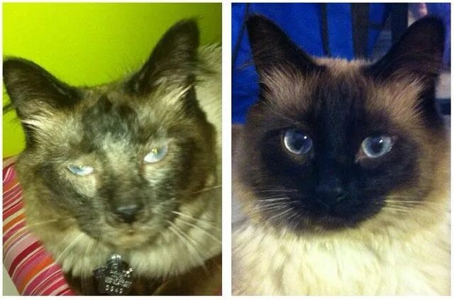 Коты до и после фото 29 Before And After Photos Show What Love Does To Cats - The Dodo