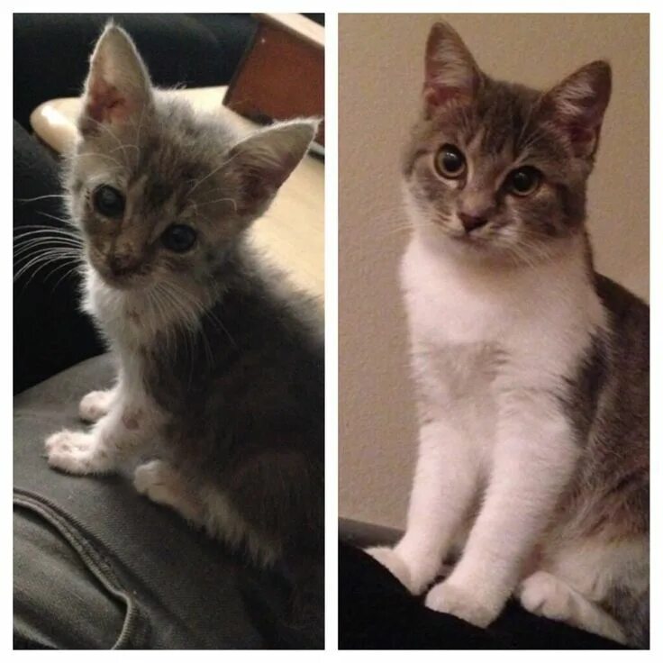 Коты до и после фото 29 Before And After Photos Show What Love Does To Cats Cats, Cats and kittens, C