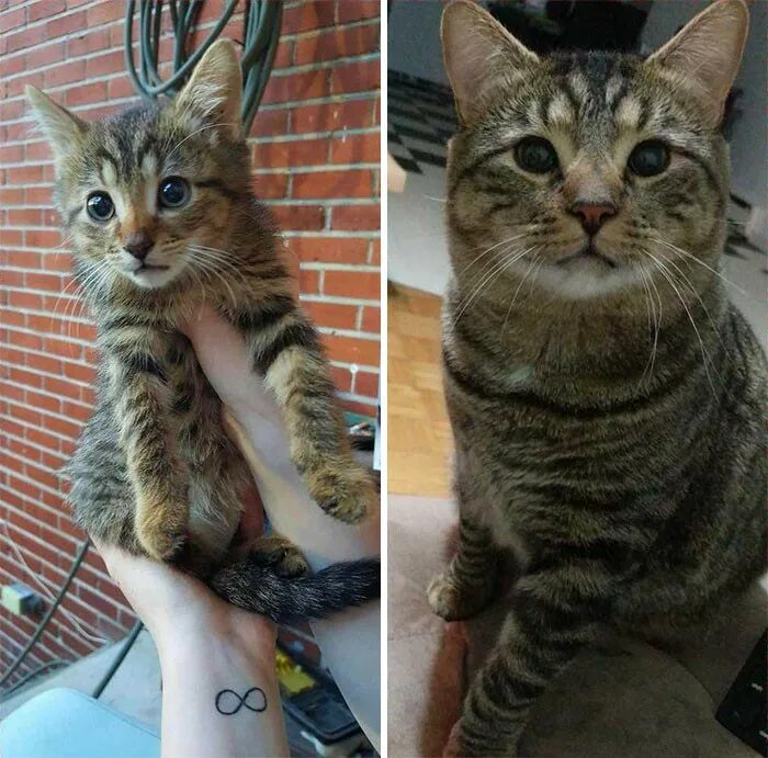 Коты до и после фото Фотографии кошек до и после того, как их спасли от бездомной уличной жизни (27 ш
