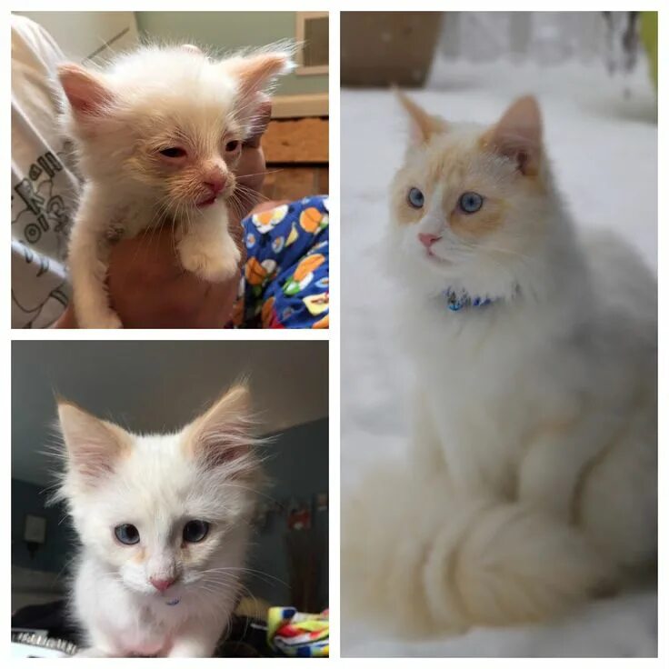 Коты до и после фото We’re just going to foster him," - my mother, in May of 2015 : BeforeNAfterAdopt
