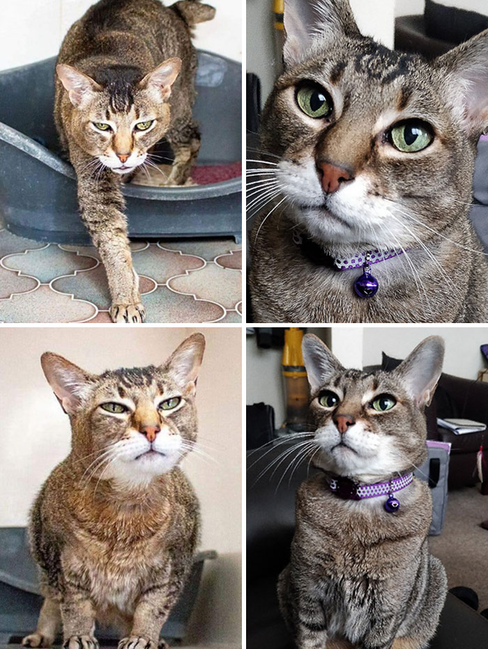 Коты до и после фото People Are Sharing Before And After Adoption Pictures Of Their Cats And It’s Hea