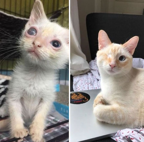 Коты до и после фото People Share How Their Adopted Cats Looked Then & Now And It Will Warm Your Hear
