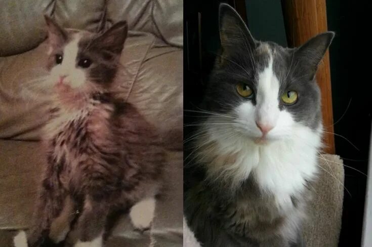 Коты до и после фото BEFORE AND AFTER ADOPTION CAT FROM STREET . . #cats #lovescats #nicecats #postca