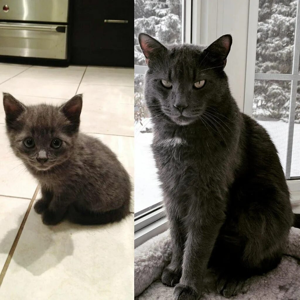 Коты до и после фото Как быстро растут котики!