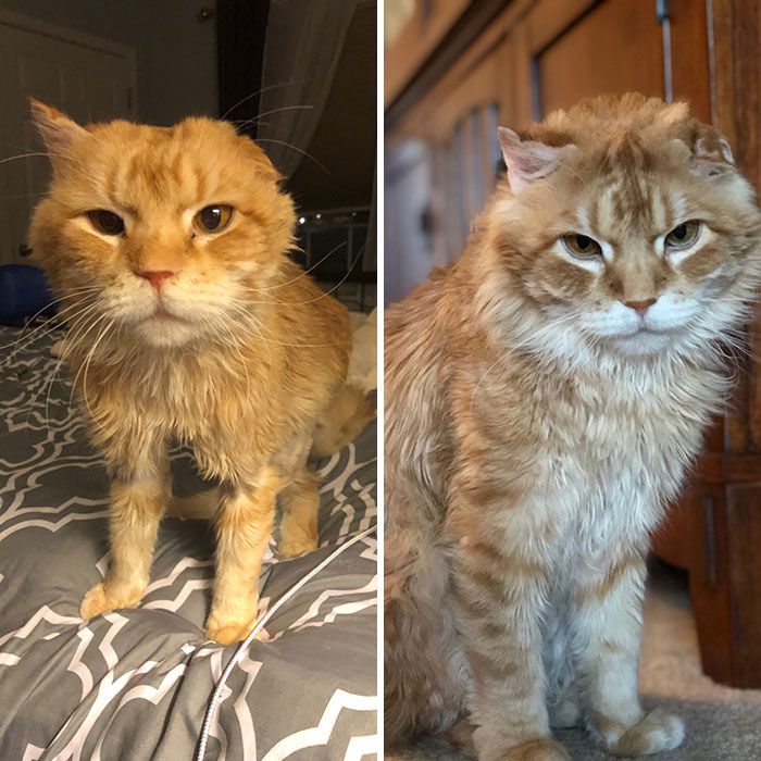 Коты до и после фото Пин на доске Cats. Gotta love 'em!