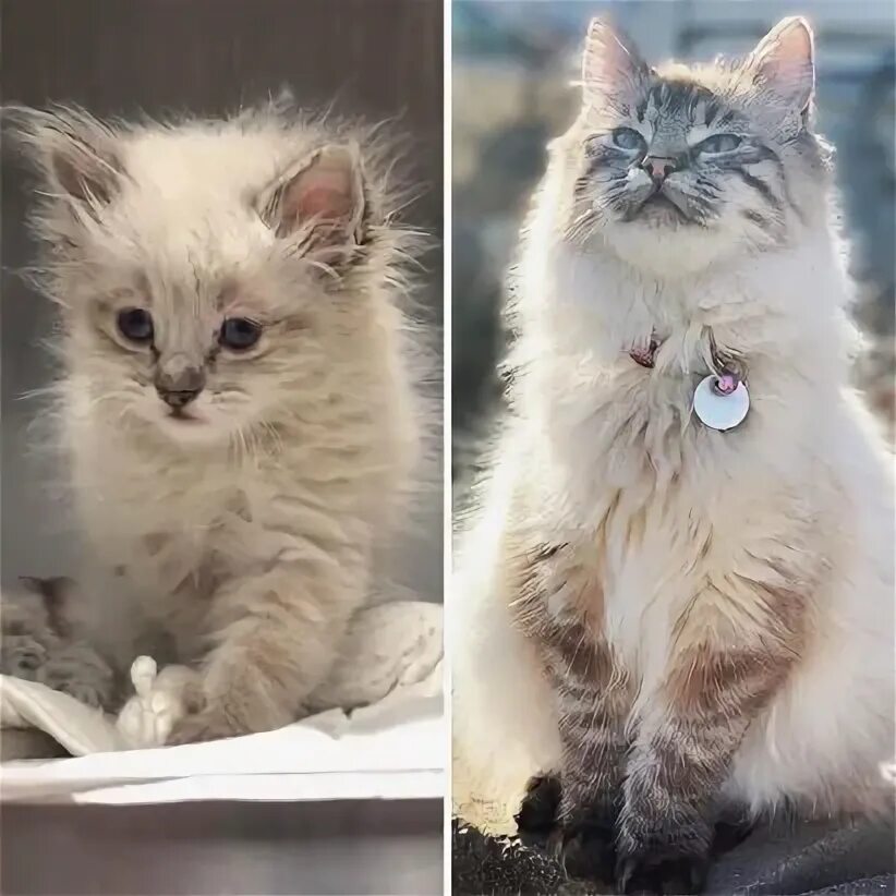 Коты до и после фото В нашем ассортименте есть полюбившиеся многим лакомства. Хотим рассказать... Инт