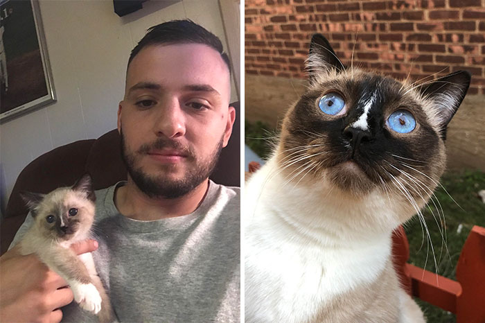 Коты до и после фото People Are Sharing Before And After Adoption Pictures Of Their Cats And It’s Hea