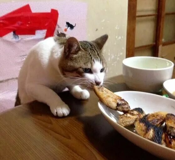 Коты едят фото Bad Cat steals food! Katzen, Süßeste haustiere, Katzenhumor