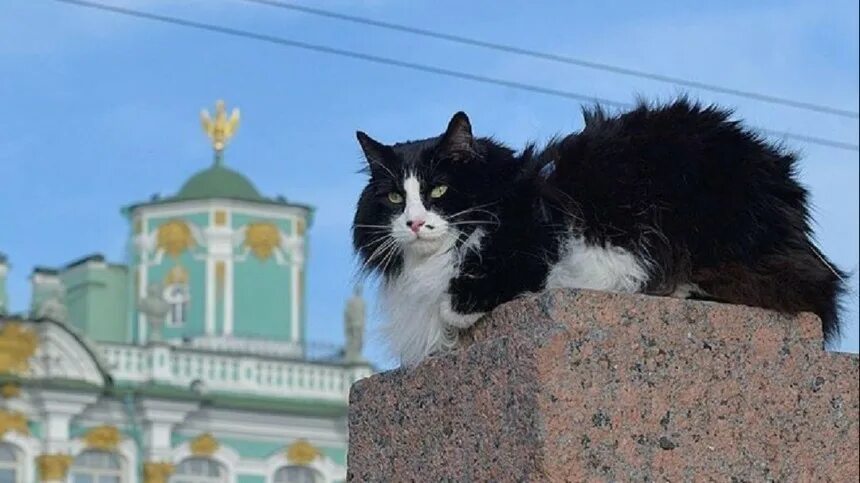 Коты эрмитажа фото Эрмитажные коты получат наследство от гражданина Франции Новости с видео
