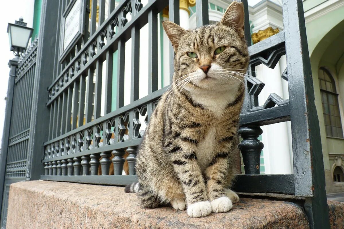 Коты эрмитажа фото 10 мест на карте, которые понравятся любителям кошек :: Город :: РБК Недвижимост
