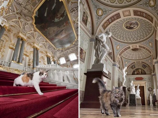 Коты эрмитажа фото Каждый петербуржец может завести эрмитажного кота Каждый год весной в музее прох