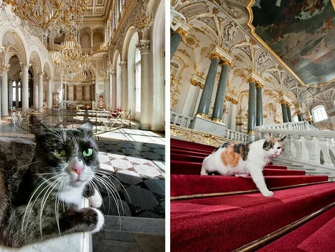 Коты эрмитажа фото Вы слышали о таком !Что есть коты которые встают рано утром на работу, и сами. К