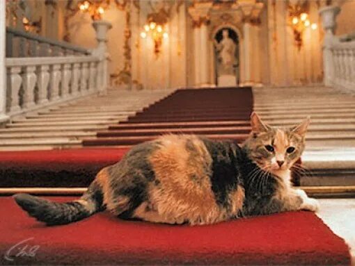 Коты эрмитажа фото 8 июня-Всемирный день петербургских котов и кошек. - bravo-bravissimo 2, пользов