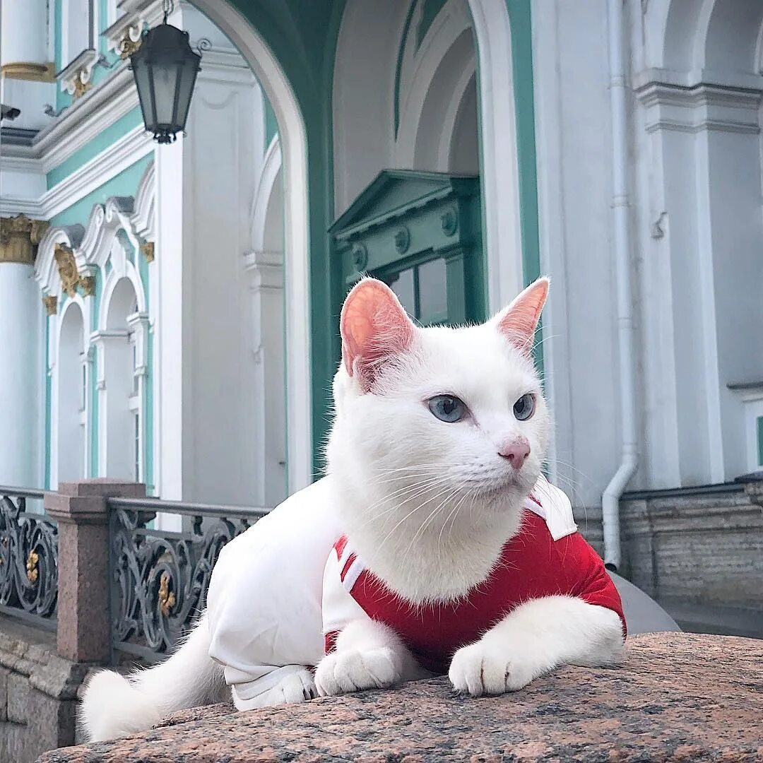 Коты эрмитажа фото Кот Ахилл предсказал поражение России в матче против Бельгии на Евро-2020 Sobaka
