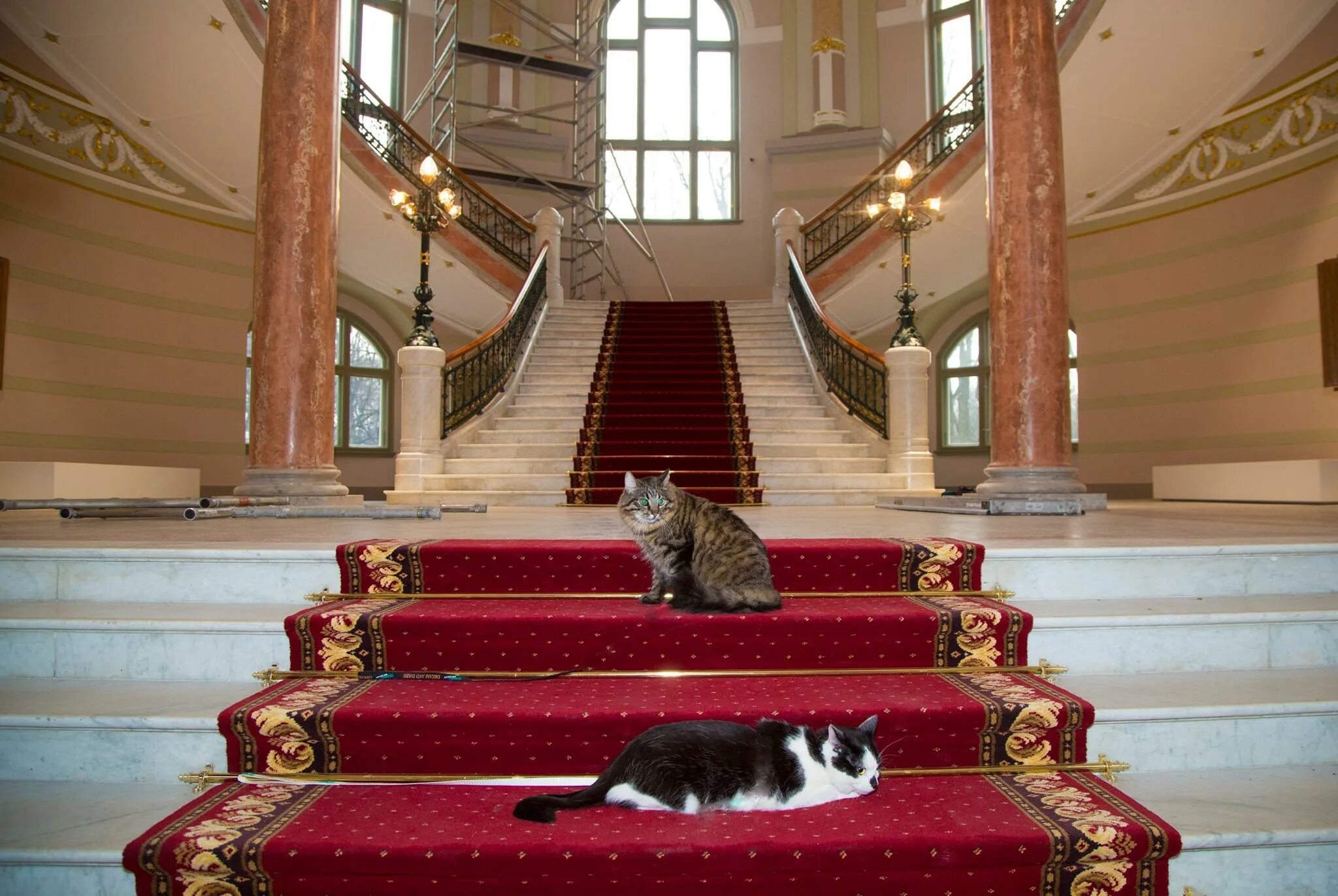 Коты эрмитажа фото Фото рижских котов Кузи и Муриса взорвали интернет Новости мира Известия 08.12.2