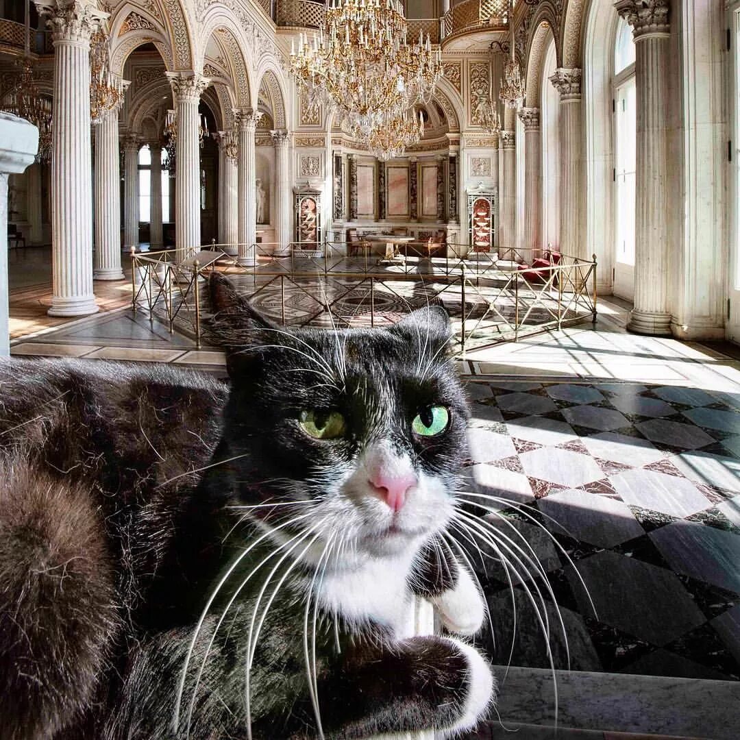 Коты эрмитажа фото В Казани пройдет лекция фотографа Государственного Эрмитажа - Инде