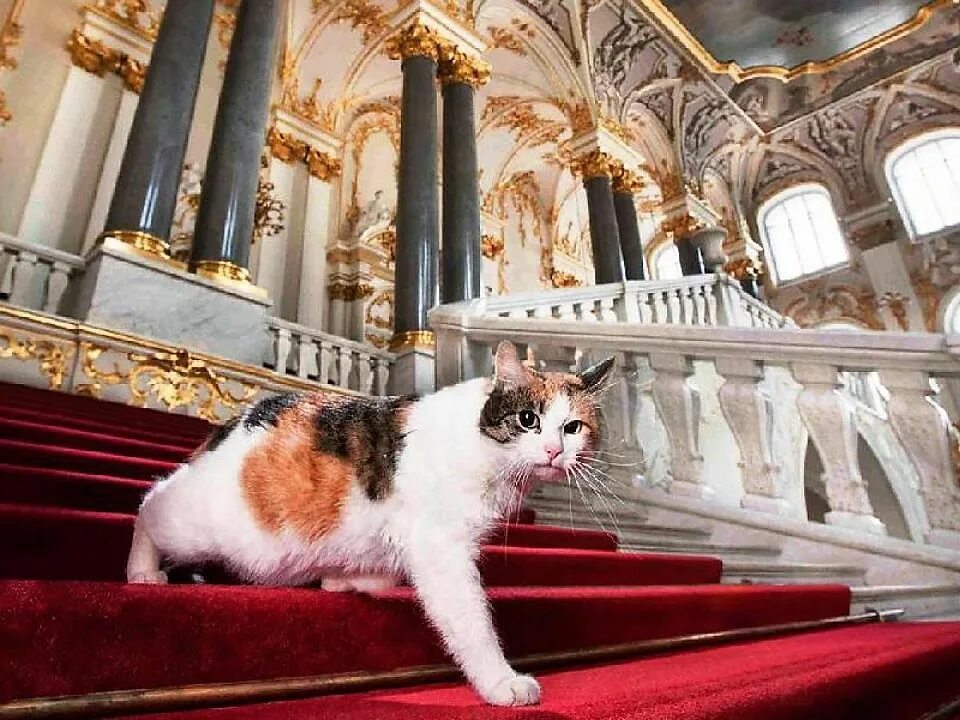 Коты эрмитажа фото Эрмитажные коты попали в американскую настольную игру, где получили звание охран