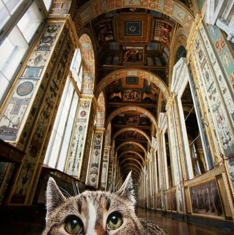Коты эрмитажа фото Как Эрмитажные коты охраняют картины и музей Art&Culture Дзен