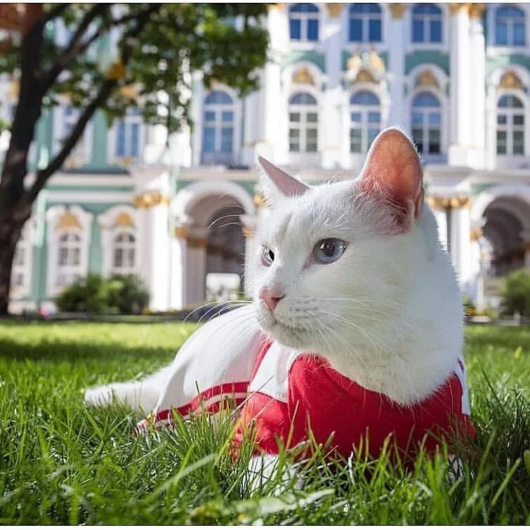 Коты эрмитажа фото Сегодня Государственный Эрмитаж с 13:00 до 17:00 отметит День Эрмитажного кота. 