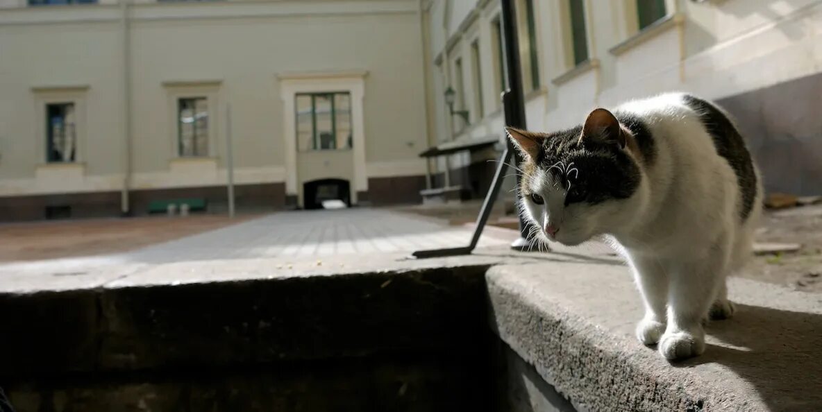 Коты эрмитажа фото Сторожевые котики Эрмитажа - 300 лет на службе в мире искусства, до того как это