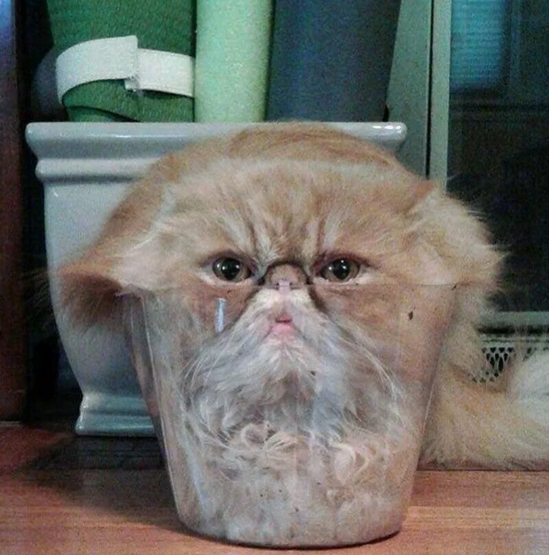 Коты это жидкость фото 17 кошек, которые ведут себя до смешного глупо