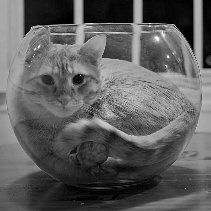 Коты это жидкость фото #spiritsays: Finally rid of the irksome tease, now that the last of the guppies 