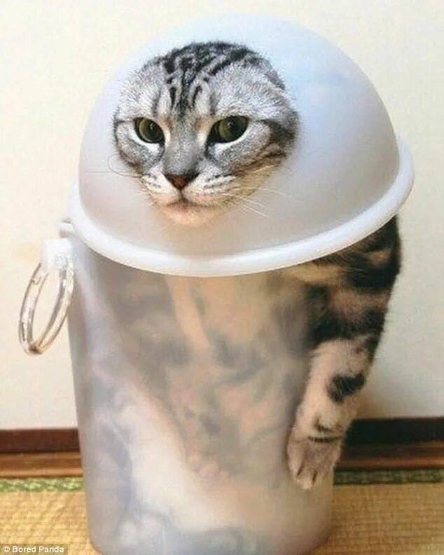 Коты это жидкость фото Owners share hilarious pictures of their crazy cats in a tight spot 可 愛 す ぎ る 動 