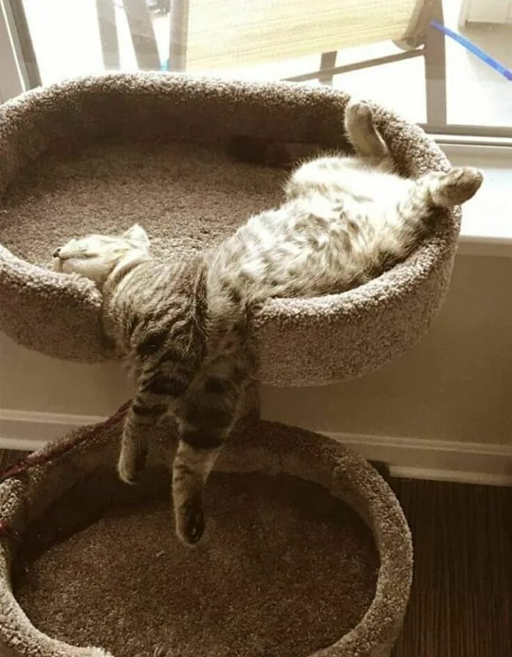 Коты это жидкость фото Pin by King on Cats Cats, Cute cats and kittens, Pretty cats