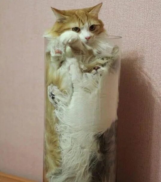 Коты это жидкость фото Коты на самом деле - жидкость)) - DRIVE2