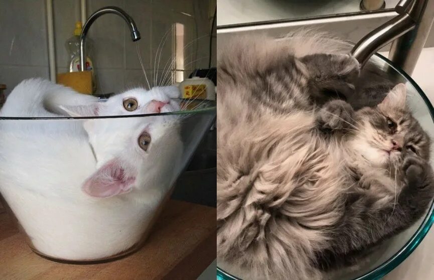 Коты это жидкость фото Еще 15 доказательств того, что коты - это жидкость. И только посмотрите на пятое
