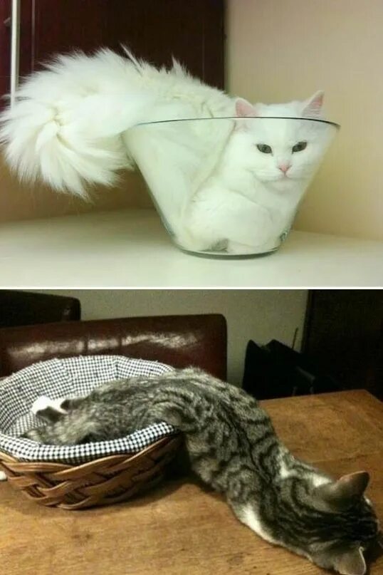 Коты это жидкость фото 15 pictures to prove that cats are liquids Gatos