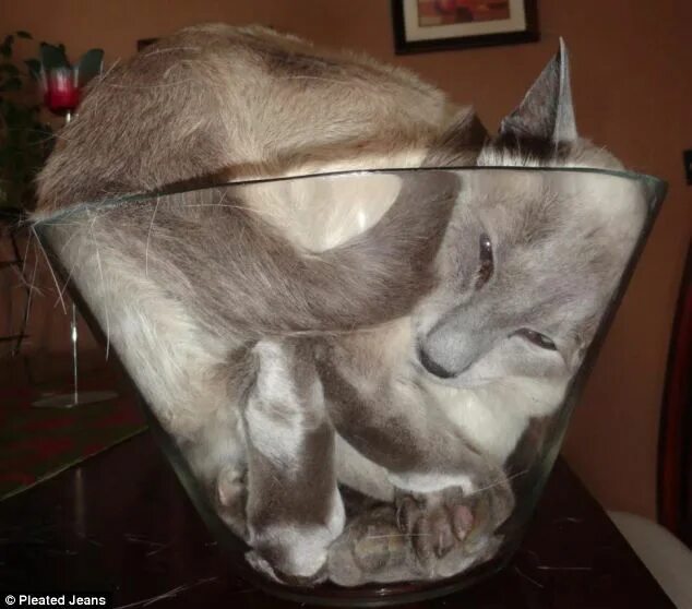Коты это жидкость фото Cruel craze for stuffing your pet cat into glass jars takes off Funny animals, F