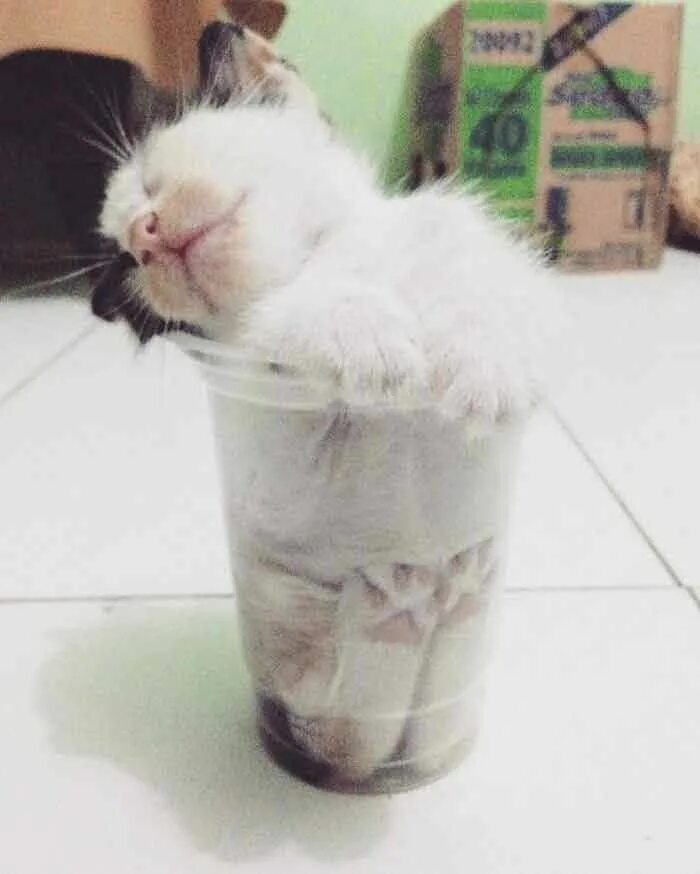 Коты это жидкость фото 15 Hilarious Photos Of Cats That Prove They Are Liquid Funny cat pictures, Cute 
