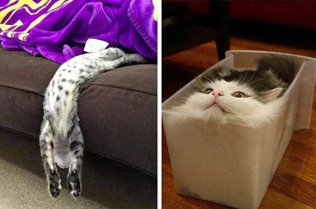Коты это жидкость фото 22 Liquid Cats Whose Bodies Defy All Known Properties Of Solids Silly cats, Cats