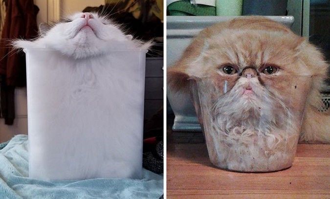 Коты это жидкость фото 10+ доказательств того, что коты - это жидкость Котята, Смешные фотографии кошек