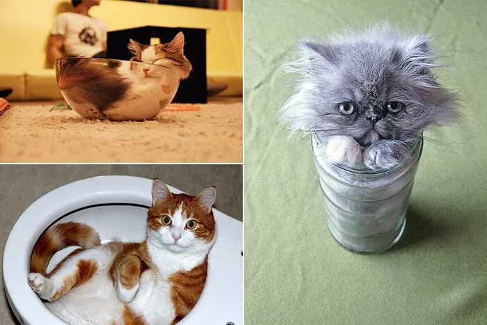 Коты это жидкость фото Журнал о культуре и искусстве на Культурология.Ру
