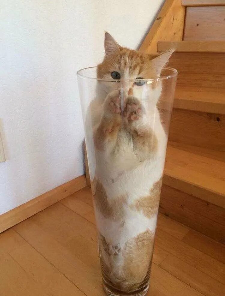 Коты это жидкость фото Доказательство того, что коты это жидкость) Просто истории Дзен