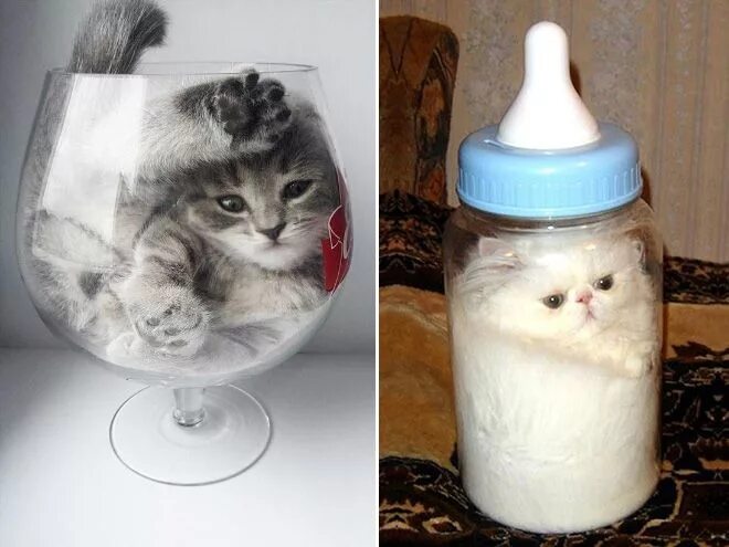 Коты это жидкость фото Liquid Cats That Take Shape of Their Containers Baby animals pictures, Baby anim