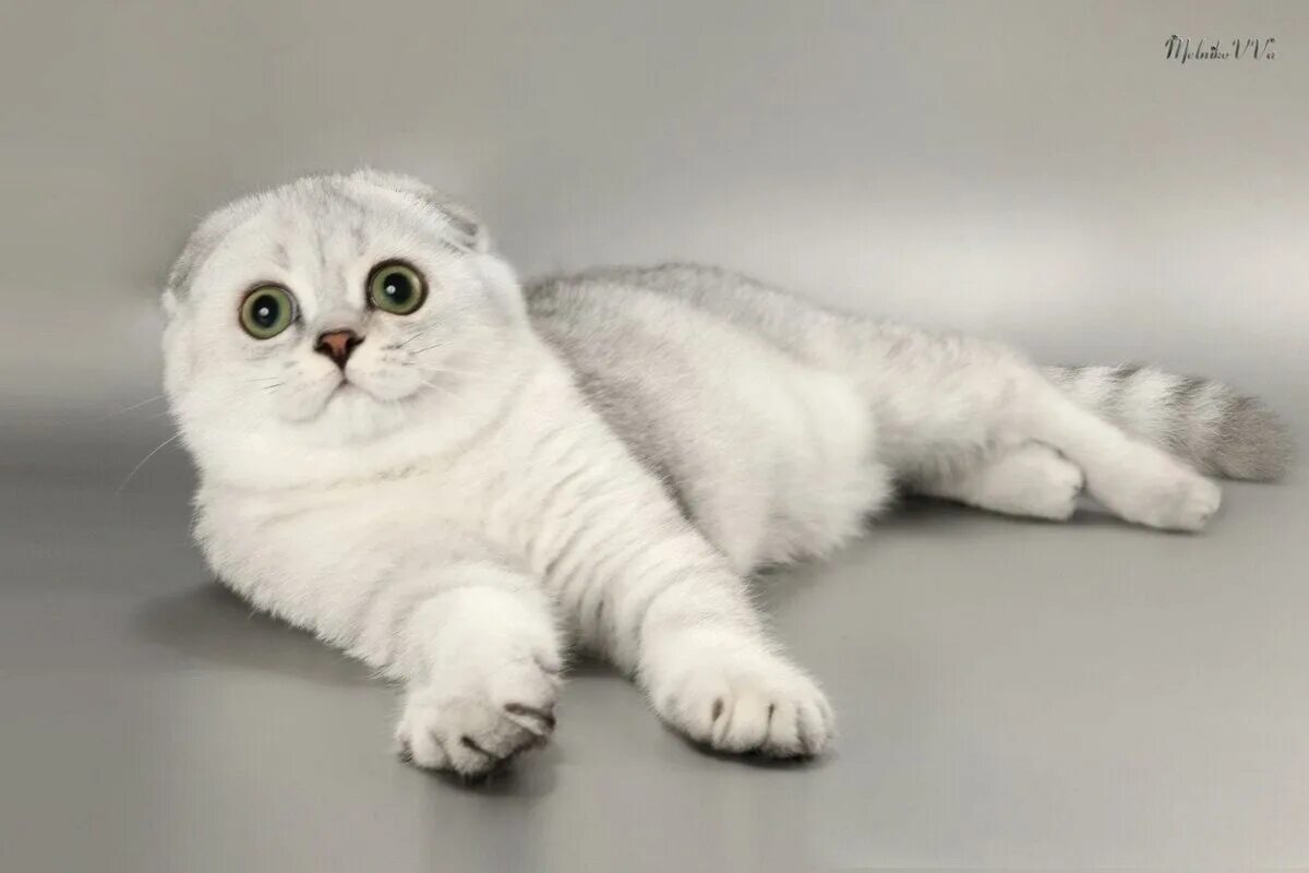 Коты фолд фото Серо белые вислоухие коты