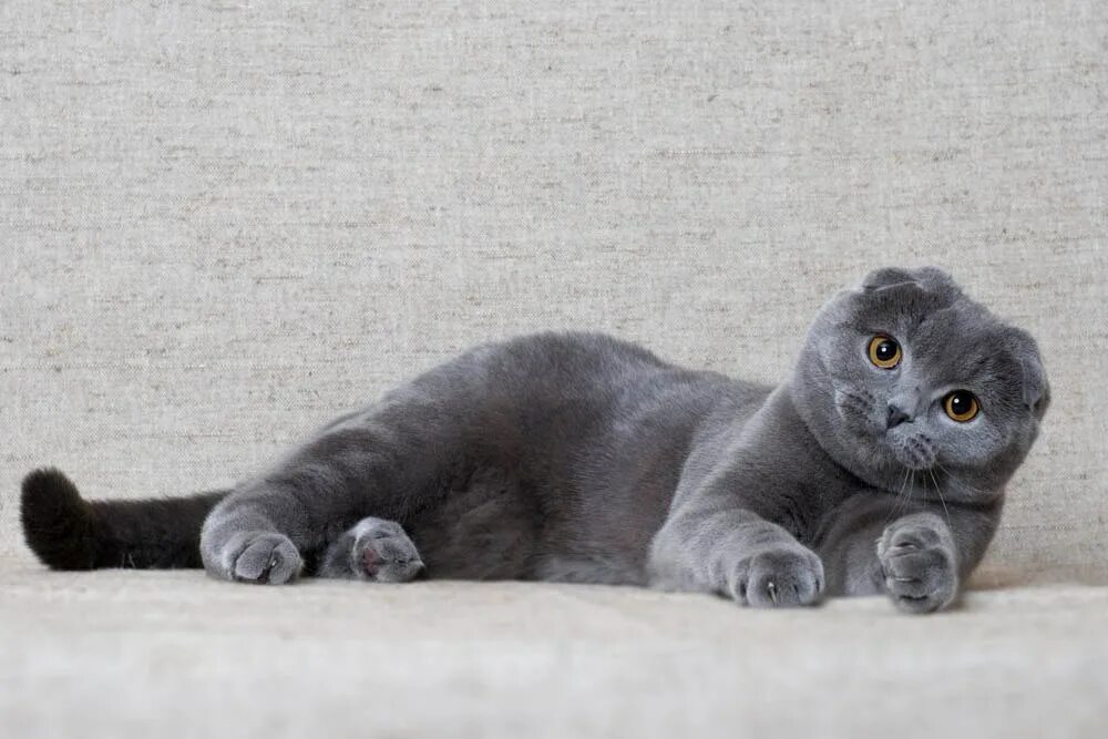 Коты фолд фото Фотоальбом - Скоттиш фолд3
