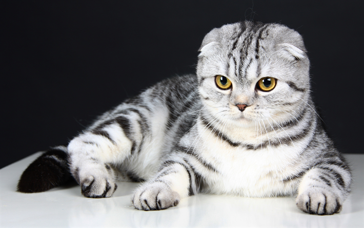 Коты фолд фото Download wallpapers 4k, Scottish Fold, cats, kitten, pets, cute animals, Scottis