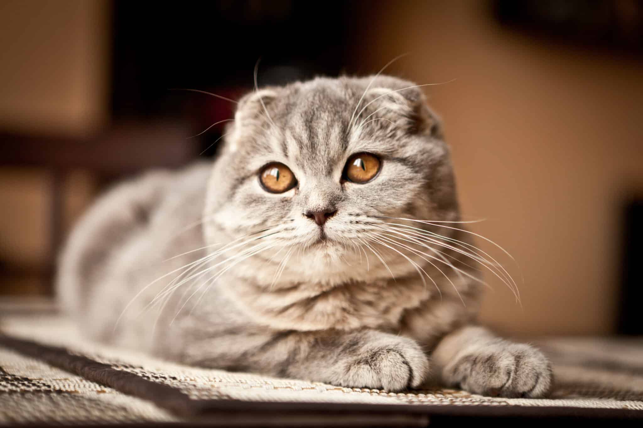 Коты фолд фото Картинки ФОТОГРАФИИ КОШЕК ШОТЛАНДСКАЯ ВИСЛОУХАЯ
